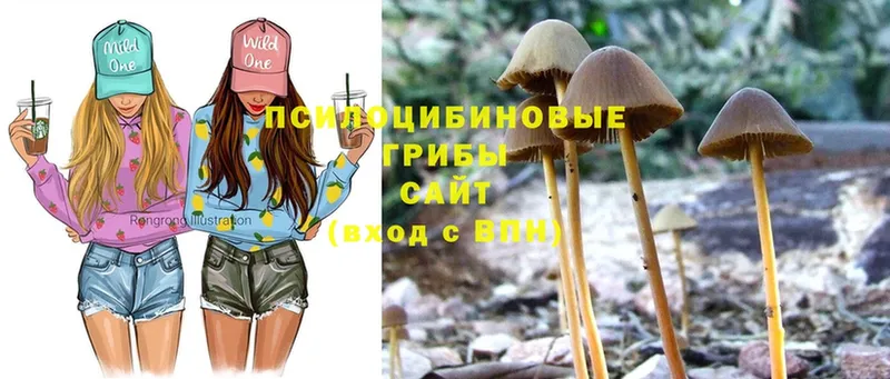 Галлюциногенные грибы MAGIC MUSHROOMS  где купить наркотик  Куртамыш 