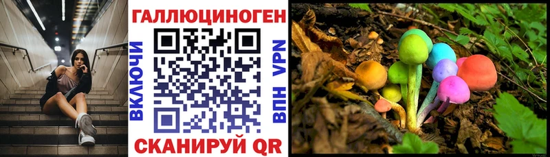 Псилоцибиновые грибы GOLDEN TEACHER blacksprut ссылки Куртамыш